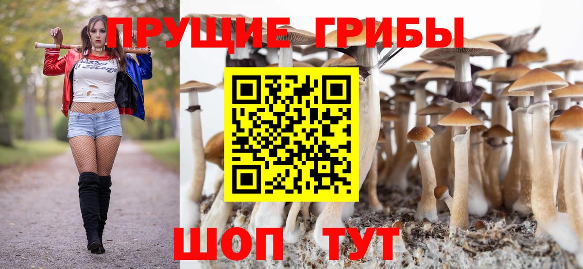 Будённовск  Галлюциногенные грибы Psilocybine cubensis  Вход с VPN 